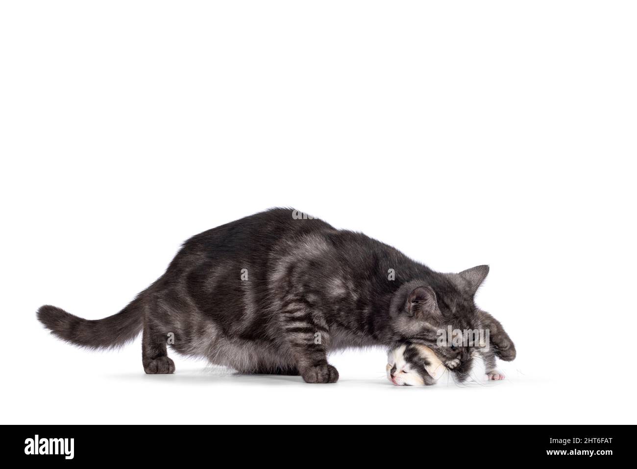 Mère Britannique Shorthai chat prenant chaton dans la bouche pour le déplacer. Isolé sur un fond blanc. Banque D'Images