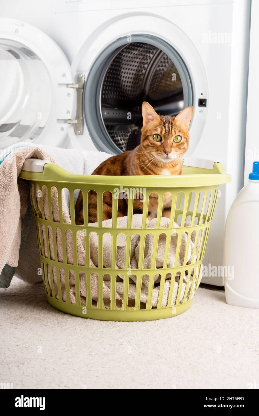 Le chat est un petit assistant dans le linge à côté de la machine à laver  et des vêtements sales. Tir vertical Photo Stock - Alamy