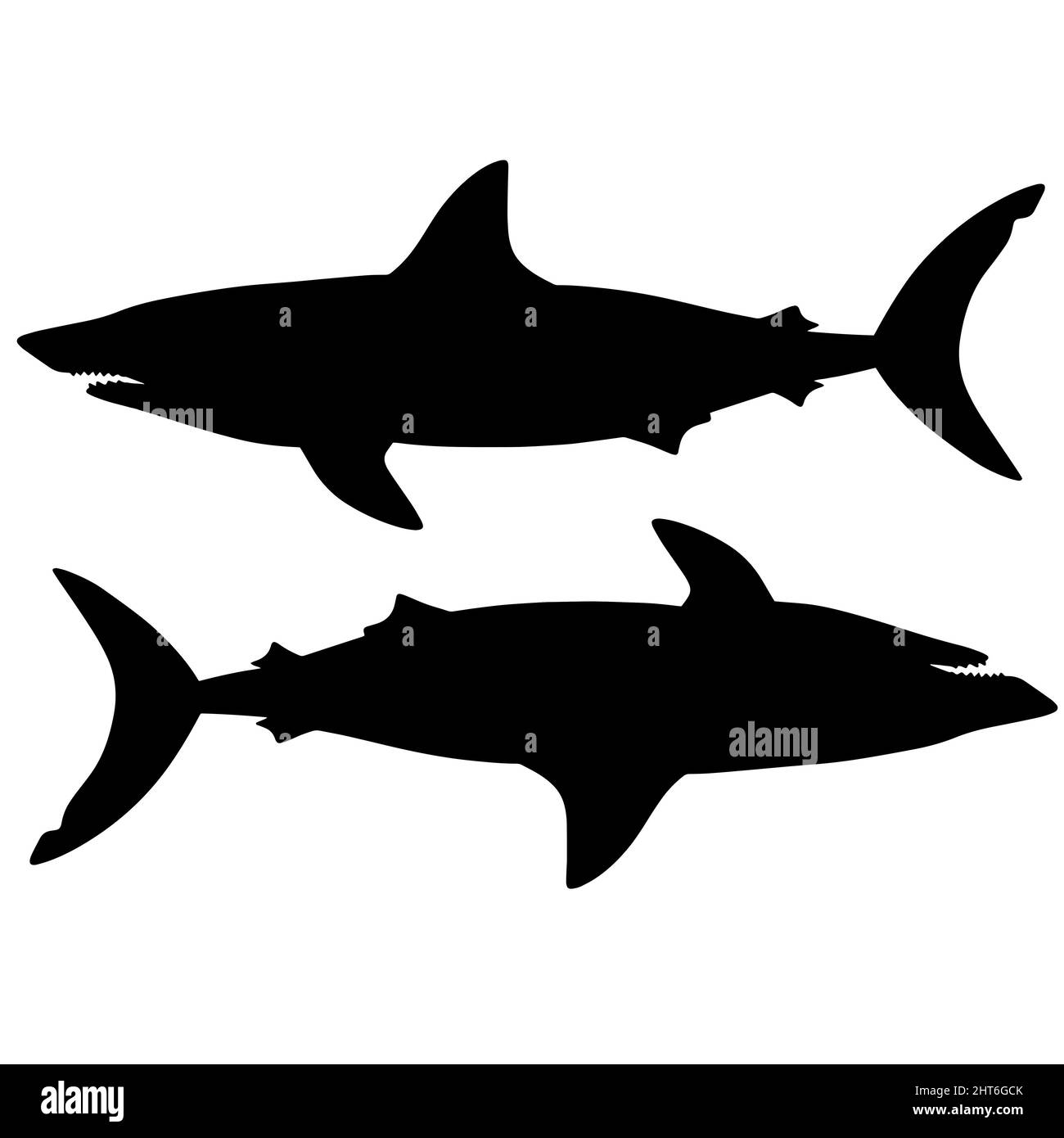 Illustration noire et blanche du requin. Silhouette d'un monstre marin. Terrible prédateur assoiffé de sang. Un monstre des profondeurs de l'océan Banque D'Images