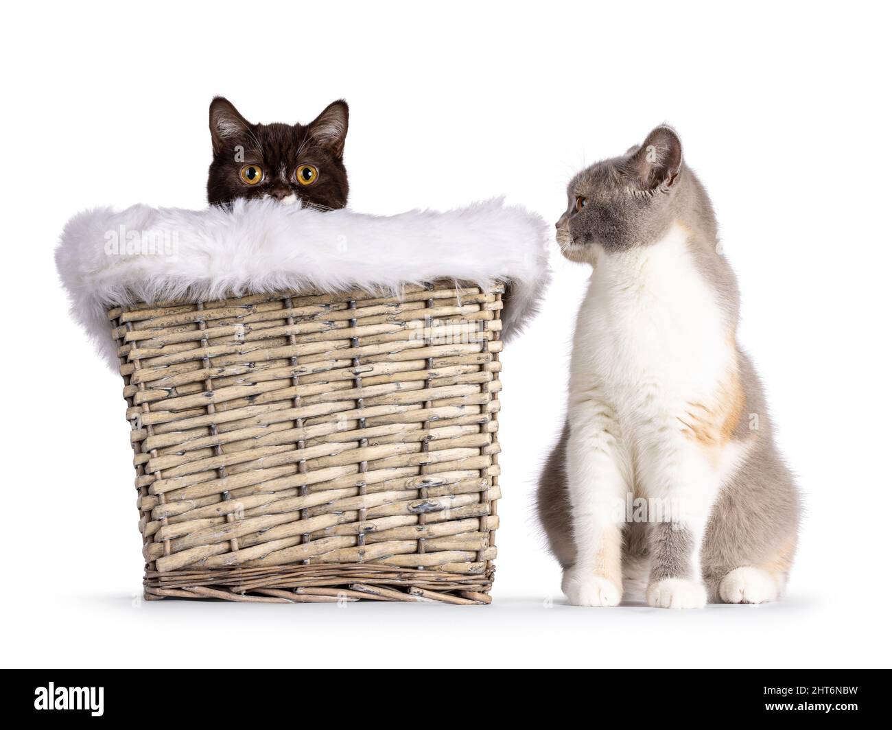 Mignon brun jeune Britannique Shorthair chat, assis dans le panier avec fausse bordure de fourrure.second chat assis à côté de lui.. Regarder directement vers l'appareil photo. Isolé sur un Banque D'Images