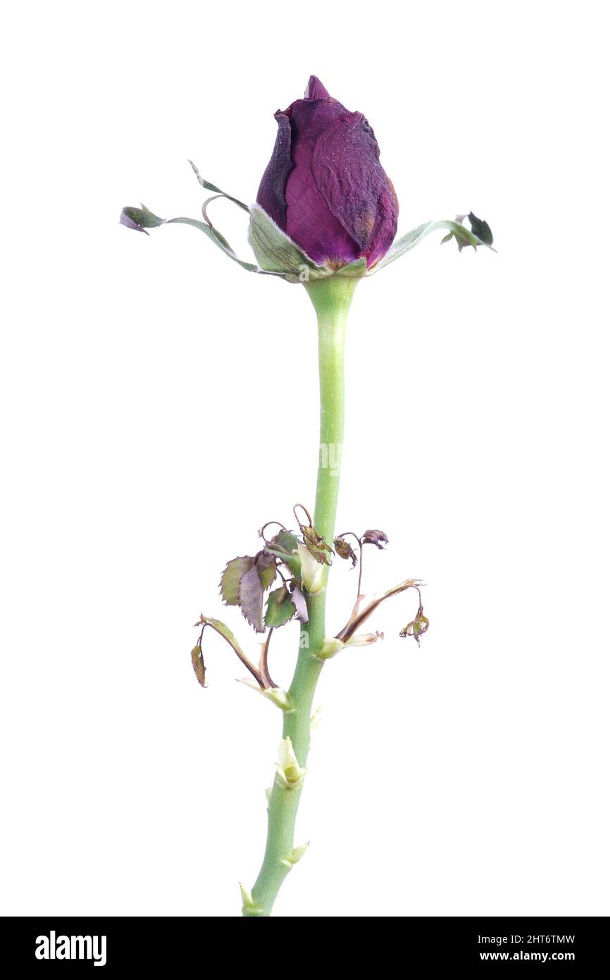 Gros plan d'une fleur avec fond blanc Banque D'Images