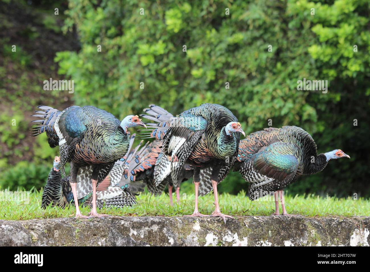 Ocellated Turquie (Meleagris ocellata) Banque D'Images