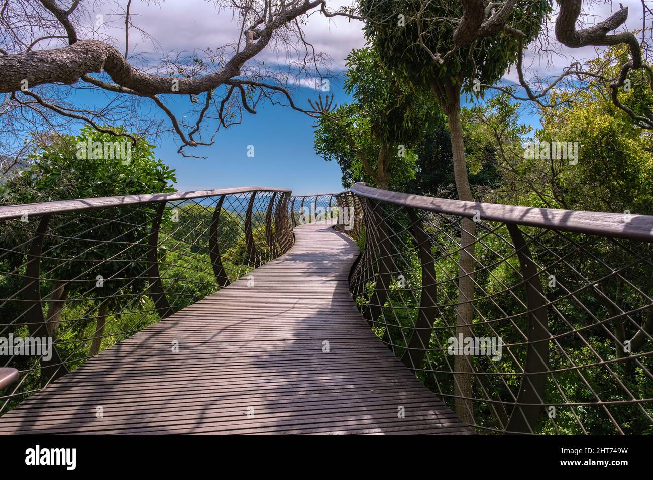 Vue sur la promenade de boomslang dans le jardin botanique de Kirstenbosch au Cap, pont de la canopée aux jardins de Kirstenbosch au Cap, construit au-dessus du feuillage luxuriant. Banque D'Images