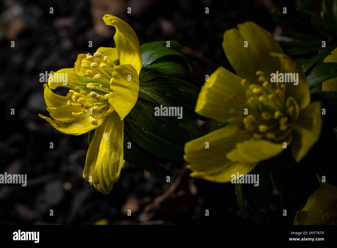 Fleurs en forme de coupe jaune d'un hyemalis d'Eranthis, l'aconite d'hiver dans un cadre boisé naturel, avec une faible profondeur de champ. Banque D'Images