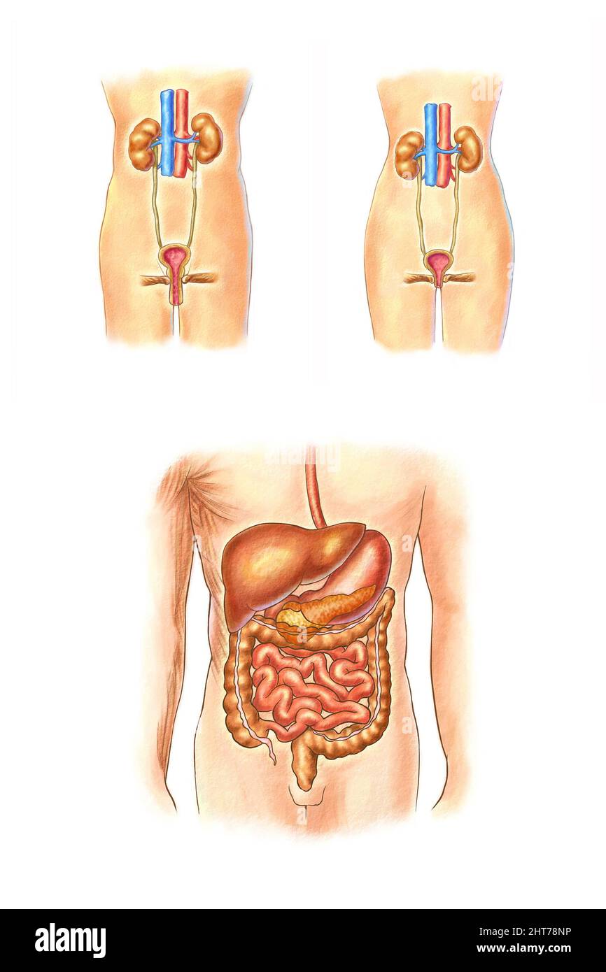 Illustration réaliste de l'anatomie des organes humains Banque D'Images