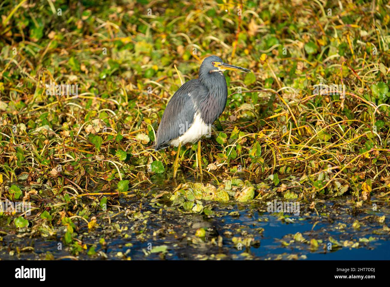 Oiseaux sauvages dans les champs de céleri, Sarasota Floride Banque D'Images