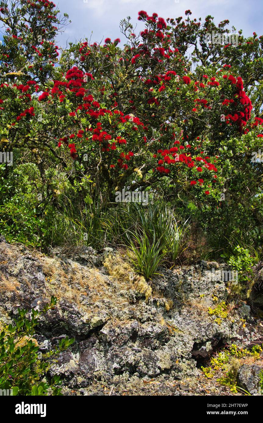Pohutukawa (Metrosideros excelsa), également appelé arbre de Noël néo-zélandais, avec des fleurs rouges sombres sur les roches de lave de l'île Rangitoto, baie d'Auckland Banque D'Images