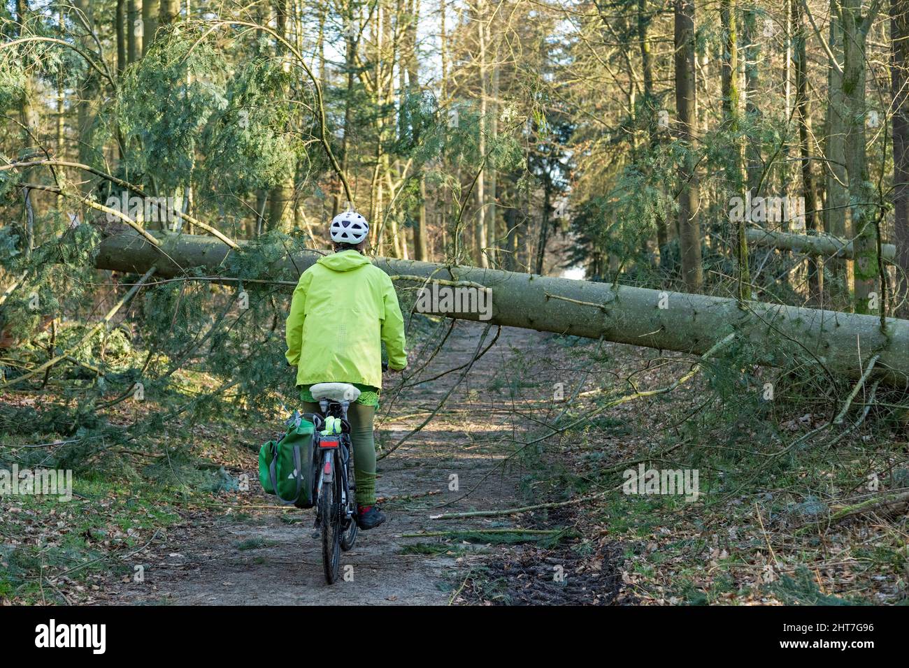 Femme de plus de cinquante faisant une tournée à vélo avec son e-vélo à travers la forêt après la tempête, chemin de blocage des arbres, Lueneburg, Basse-Saxe, Allemagne Banque D'Images