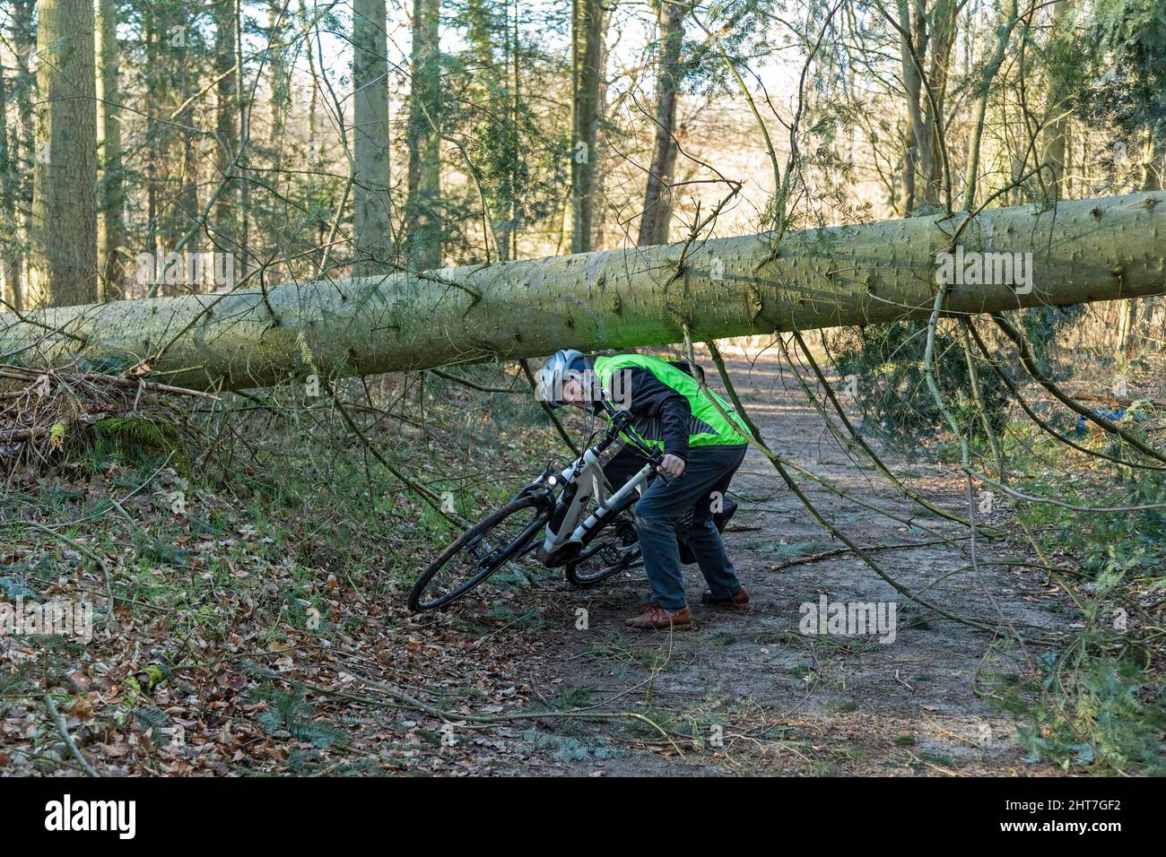Homme de plus de cinquante faisant une tournée à vélo avec son e-vélo à travers la forêt après la tempête, chemin de blocage des arbres, Lueneburg, Basse-Saxe, Allemagne Banque D'Images
