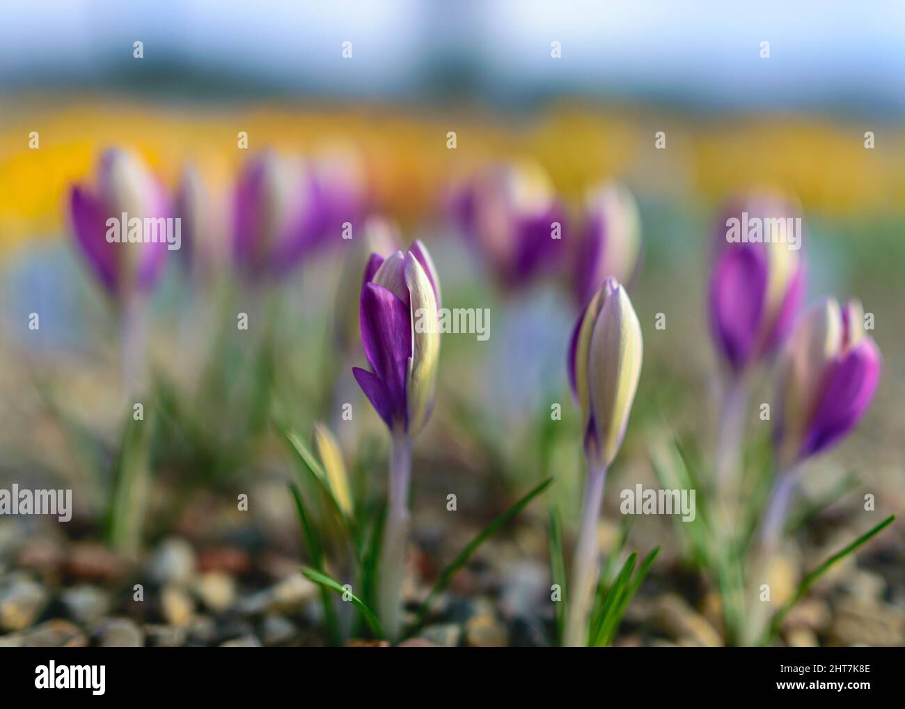vue de charmantes fleurs printanières, fleurs variégées en fleurs, fleurs printanières colorées, fragments pétale sur un fond flou, mise au point sélective. Banque D'Images