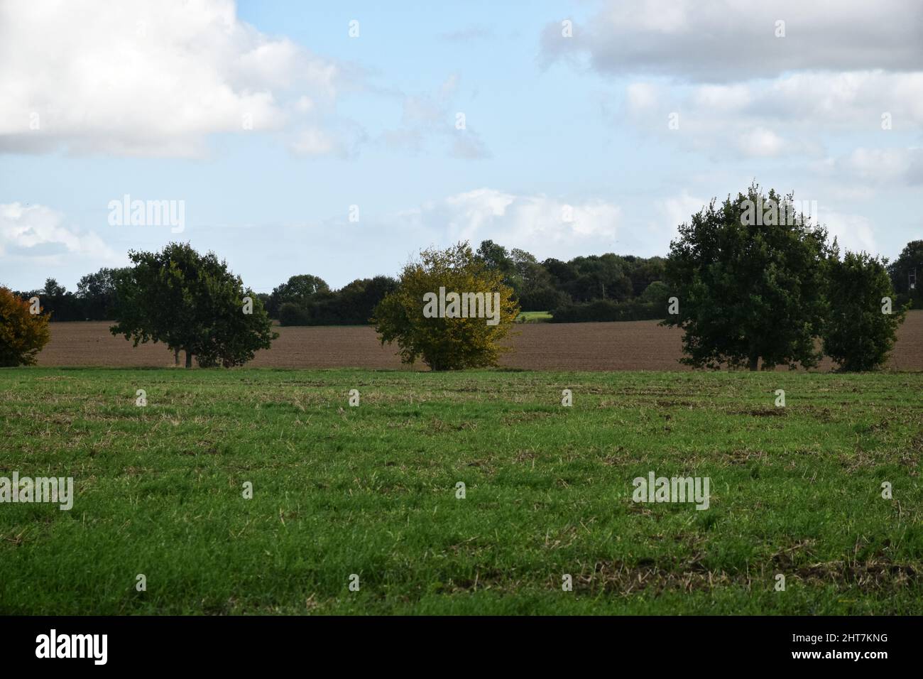 champs en automne, suffolk, angleterre Banque D'Images