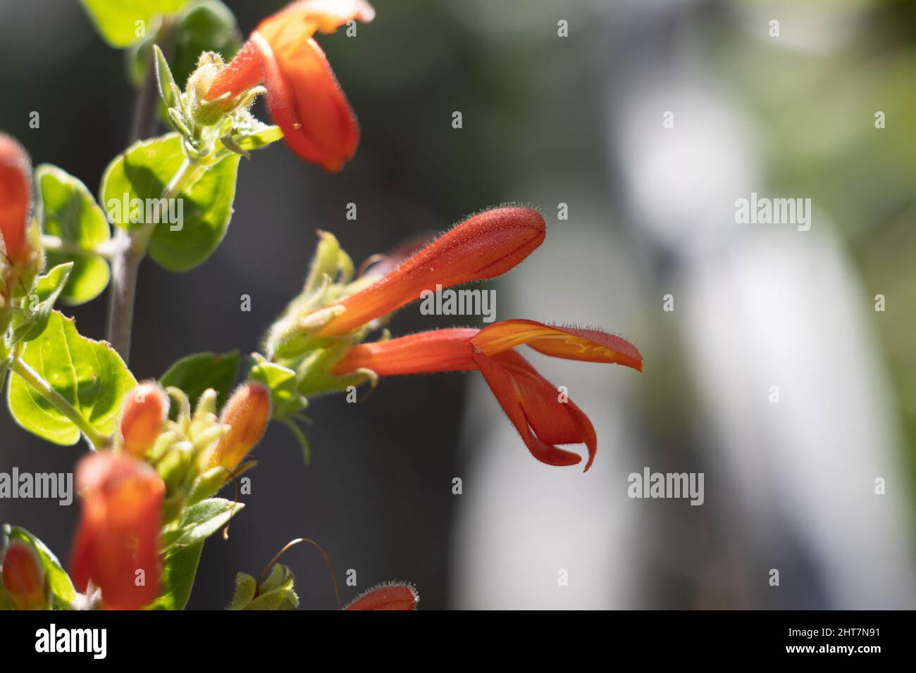 Inflorescence de la panicule racemose à fleurs rouges de Keckiella Cordifolia, Plantaginaceae, sous-arbuste vivace indigène dans les montagnes San Gabriel, été. Banque D'Images