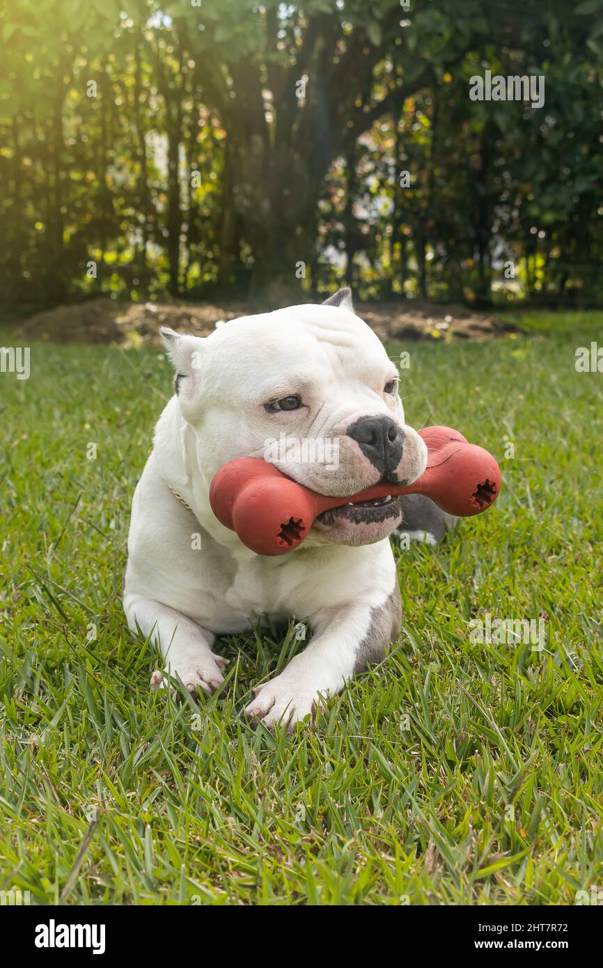 Un gros plan d'un taureau américain tenant un os de caoutchouc dans sa bouche Banque D'Images