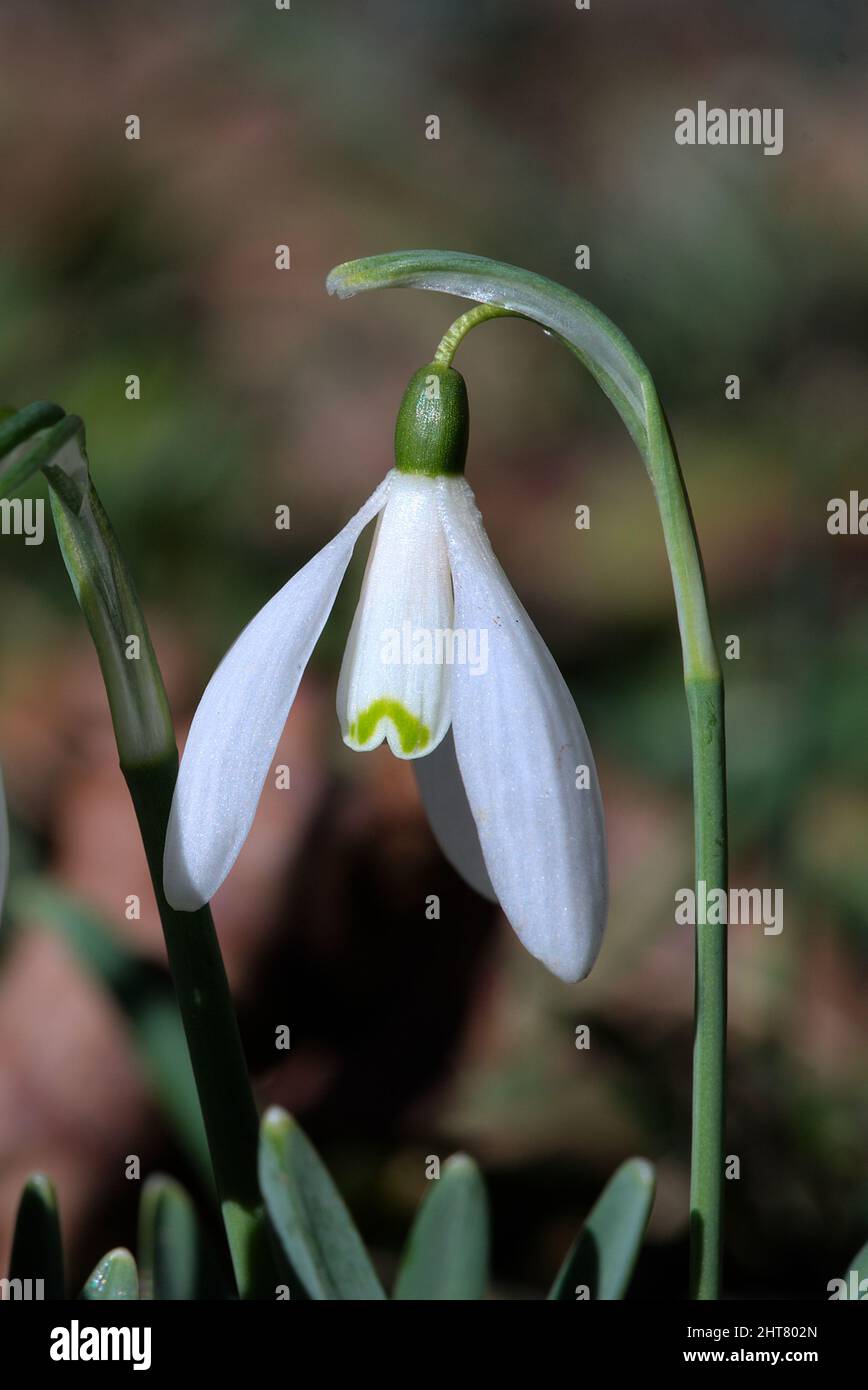 petites fleurs blanches des premières gouttes de neige printanières Banque D'Images