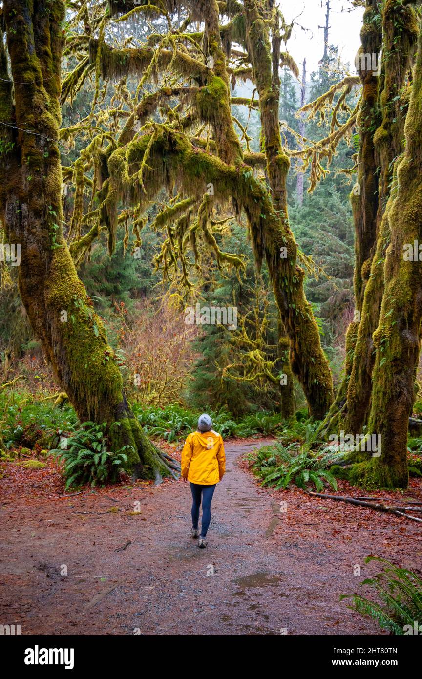 Femme en blouson de pluie jaune posant dans la forêt tropicale de Hoh Banque D'Images