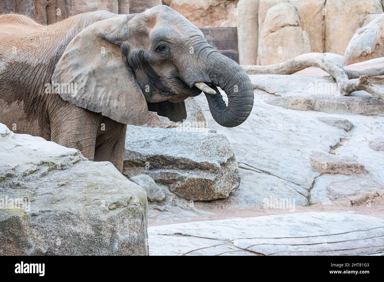 VALENCE , ESPAGNE - 10 DÉCEMBRE 2021: Éléphants à Valence Biopark Espagne Banque D'Images