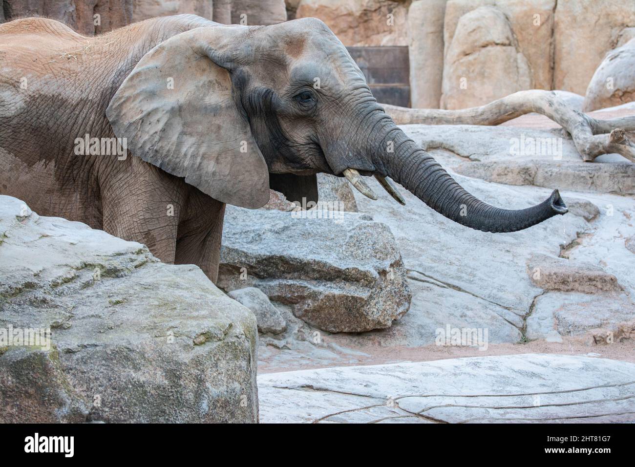 VALENCE , ESPAGNE - 10 DÉCEMBRE 2021: Éléphants à Valence Biopark Espagne Banque D'Images