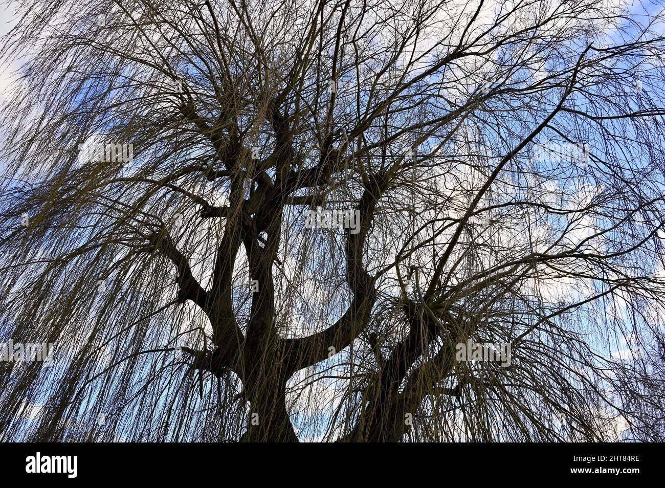 Willow Tree, Foots Cray Meadows, Sidcup, Kent. ROYAUME-UNI Banque D'Images