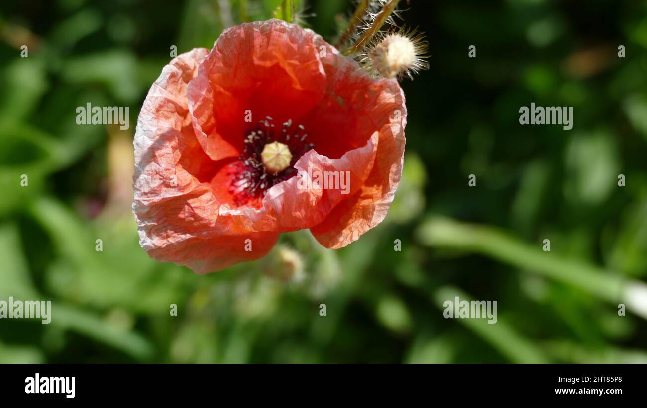 Vue de dessus d'un coquelicot avec des pétales avec des bords blancs sur l'arrière-plan flou Banque D'Images