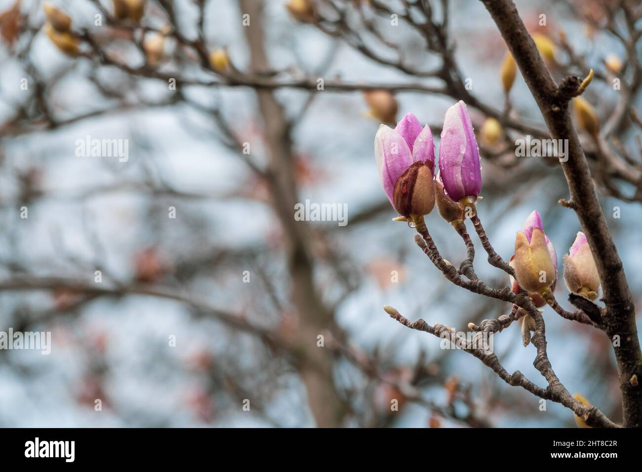 Fleurs roses et bourgeons de magnolia chinois (Magnolia soulangeana) recouverts de gouttes de pluie Banque D'Images