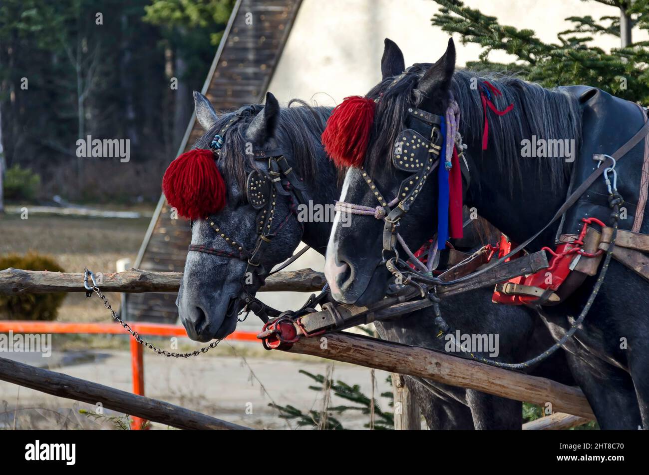 Deux chevaux de trait attendent que les clients les promènent dans la station de Borovets, Rila Mountain, Bulgarie Banque D'Images