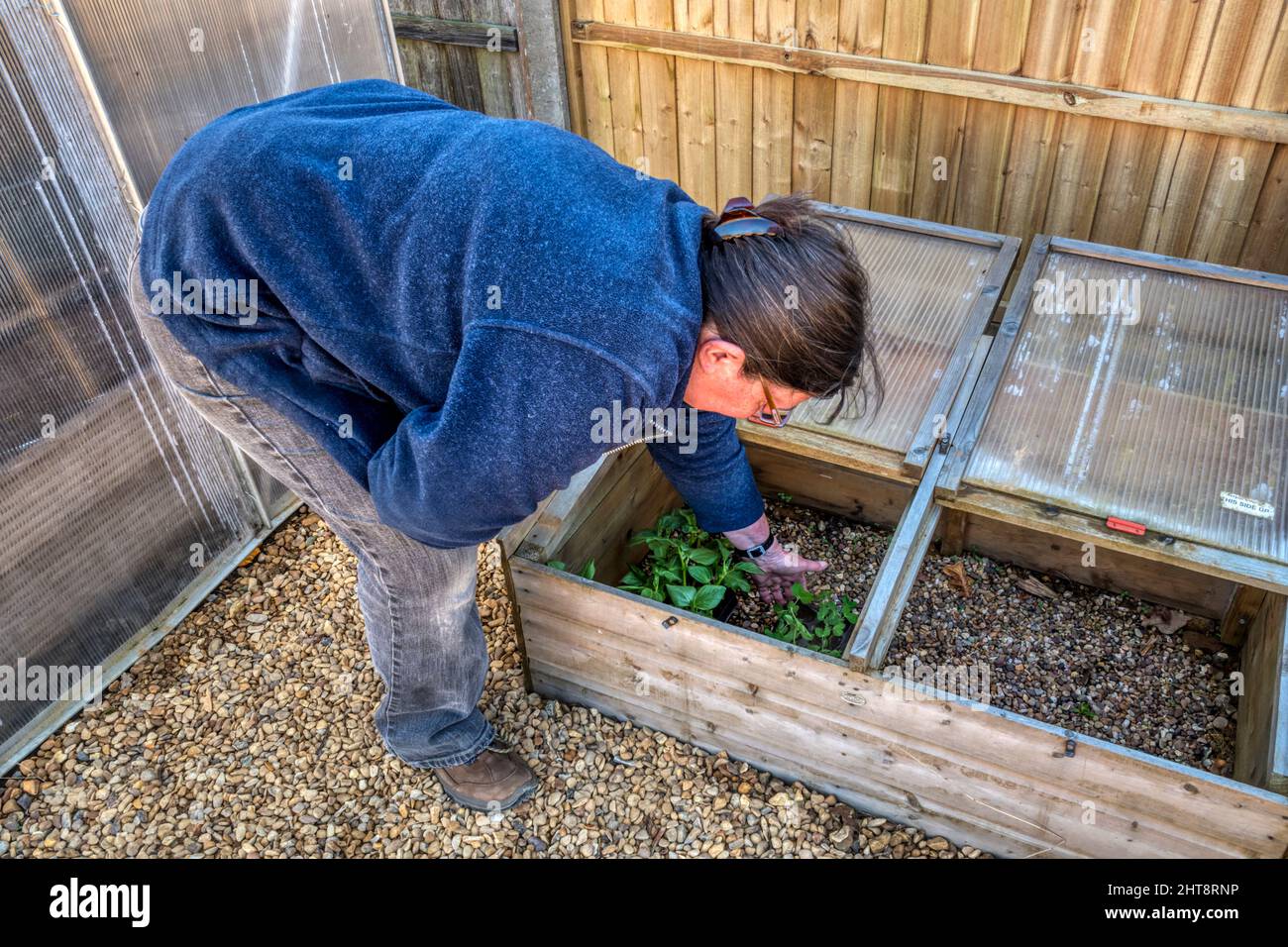 Femme plaçant de jeunes plants de haricots, Vicia faba 'Bunyards Exhibition', dans le cadre froid pour durcir avant de planter dehors. Banque D'Images