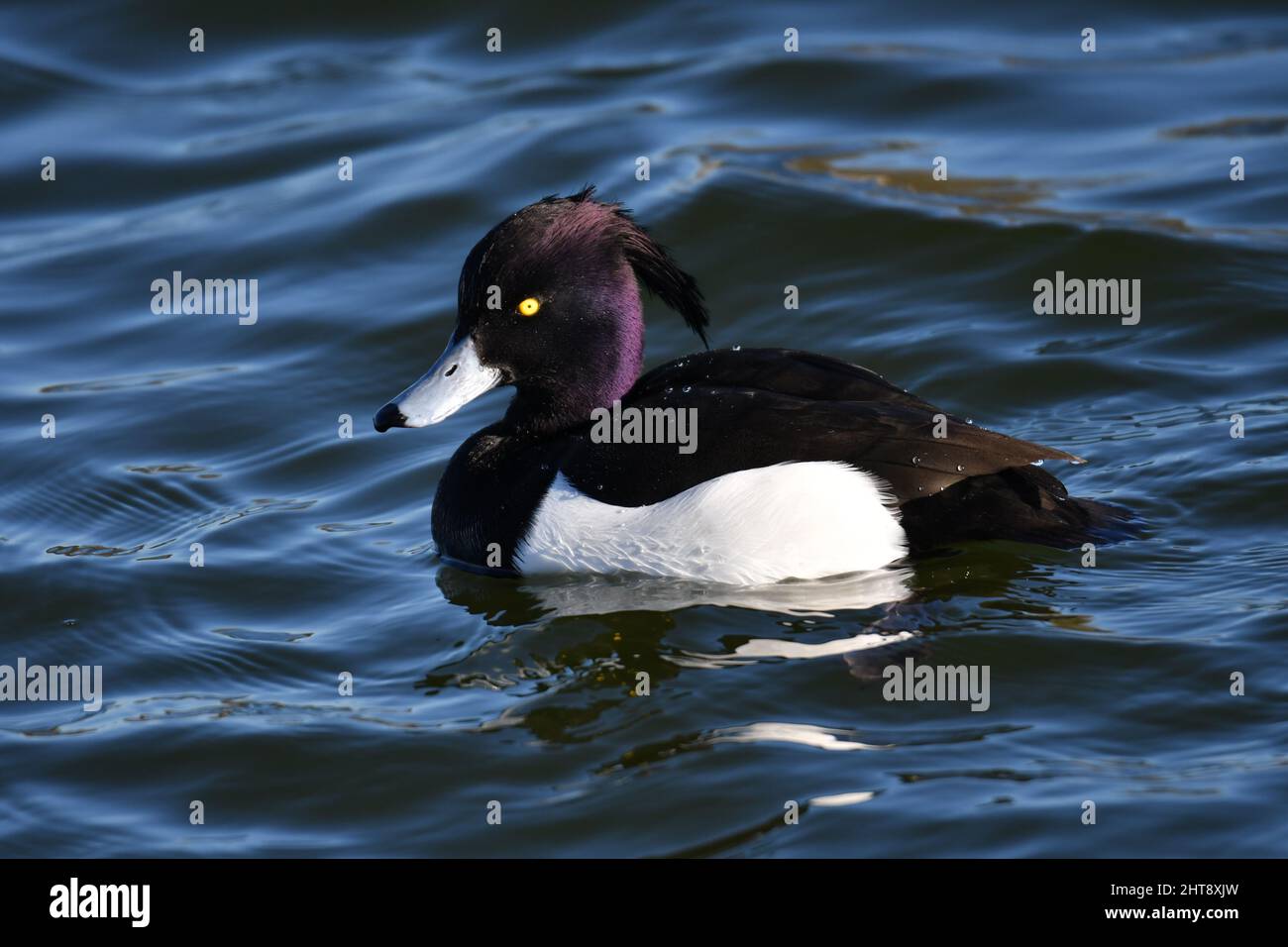 Un canard touffeté sur l'eau. Faune sur les réservoirs de Tring, près d'Aston Clinton, Buckinghamshire, Royaume-Uni Banque D'Images