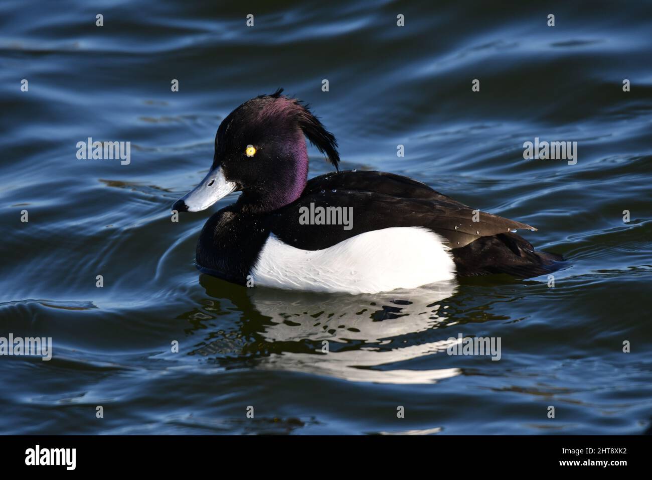 Un canard touffeté sur l'eau. Faune sur les réservoirs de Tring, près d'Aston Clinton, Buckinghamshire, Royaume-Uni Banque D'Images