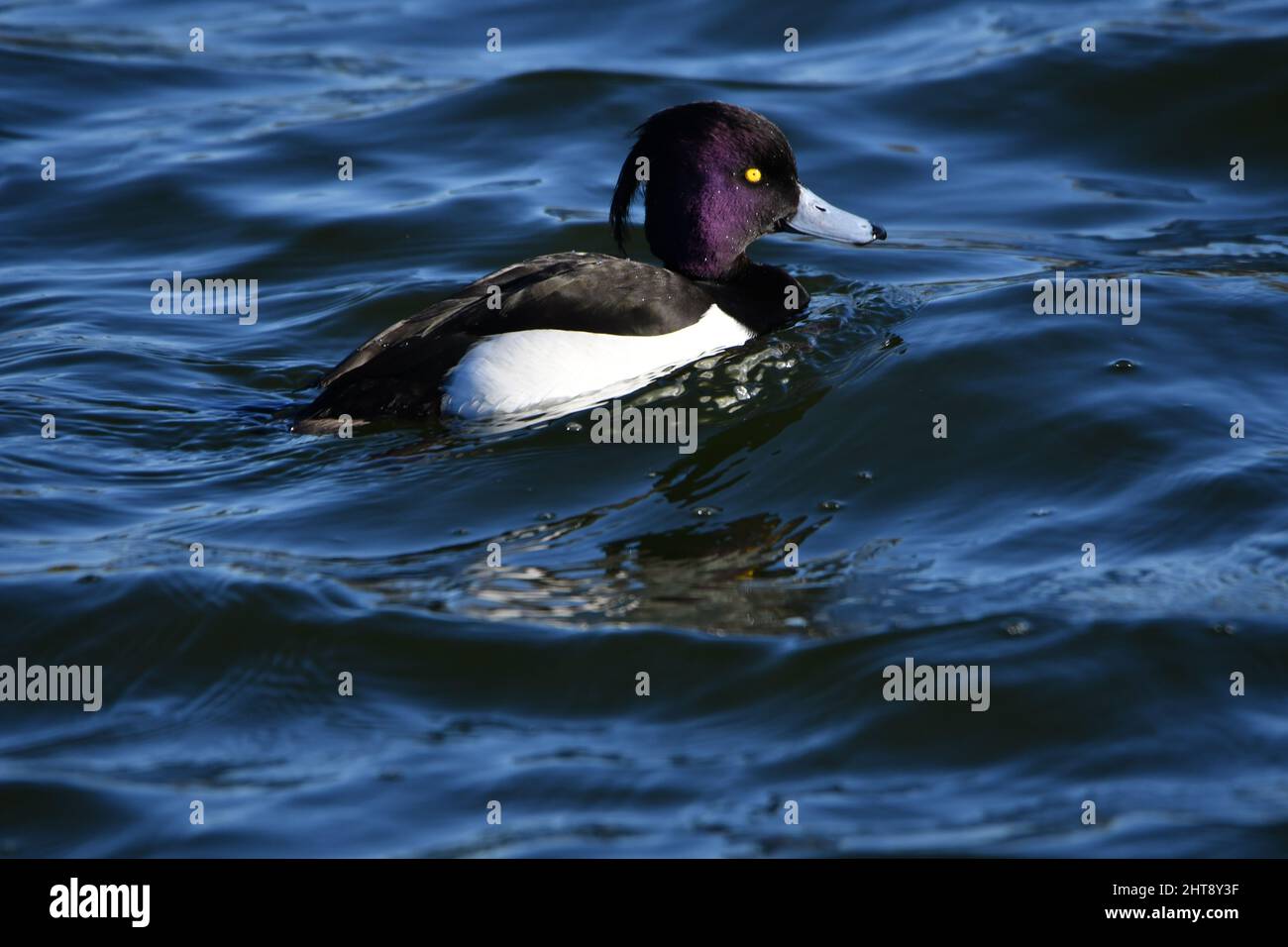 Un canard touffeté sur l'eau. Faune sur les réservoirs de Tring, près d'Aston Clinton, Buckinghamshire, Royaume-Uni Banque D'Images