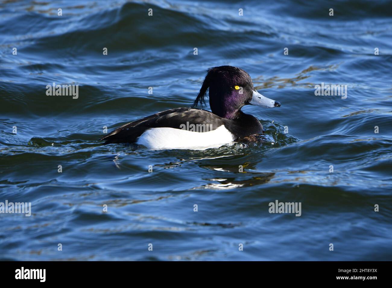 Un canard touffeté sur l'eau. Faune sur les réservoirs de Tring, près d'Aston Clinton, Buckinghamshire, Royaume-Uni Banque D'Images