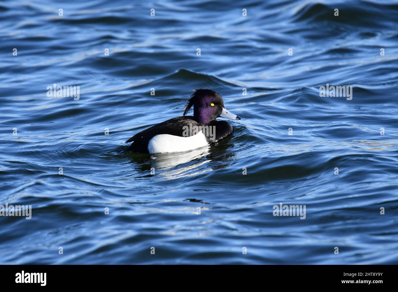 Un canard touffeté sur l'eau. Faune sur les réservoirs de Tring, près d'Aston Clinton, Buckinghamshire, Royaume-Uni Banque D'Images