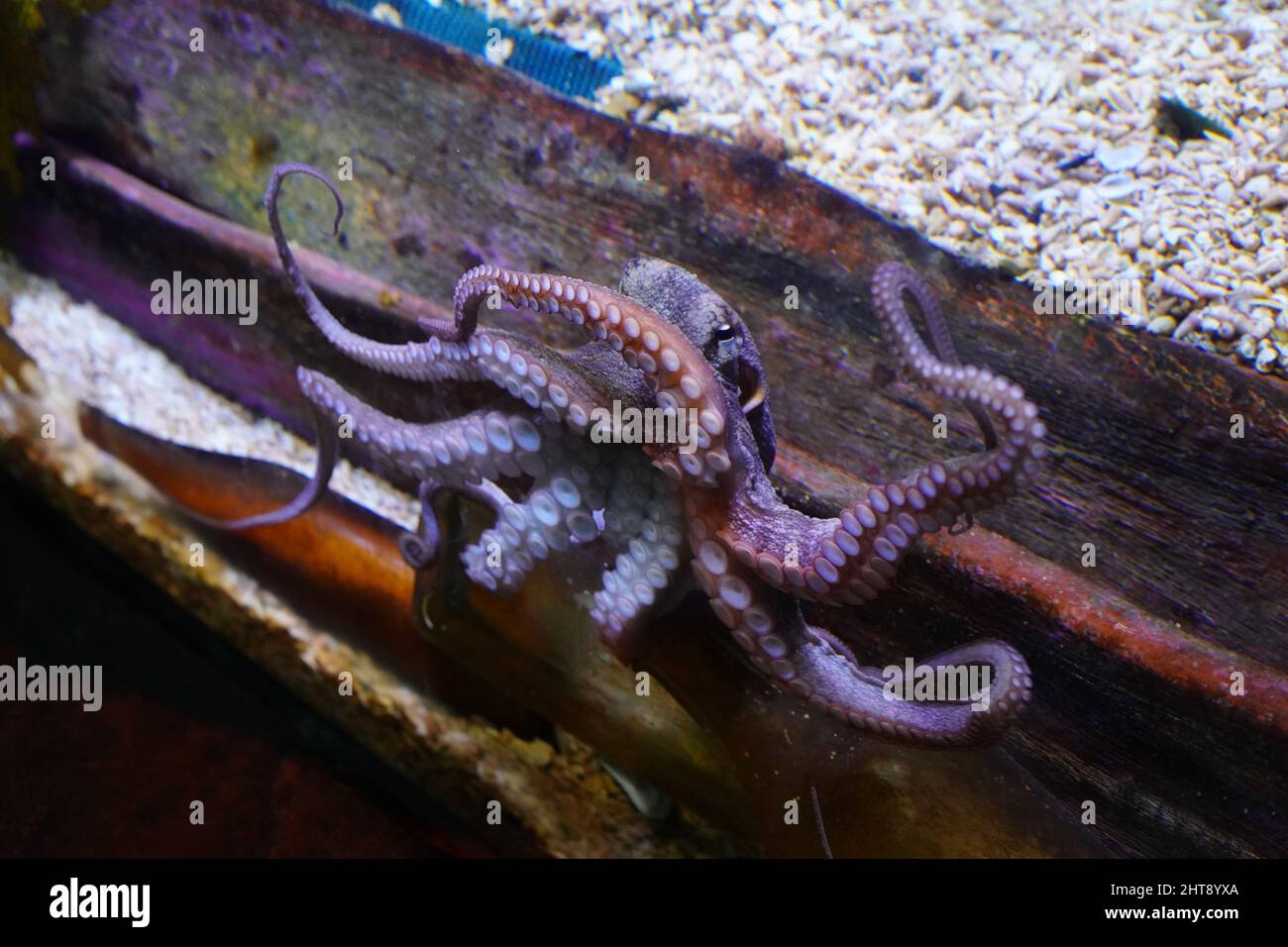 Grand pieuvre nageant sous l'eau dans un aquarium Banque D'Images