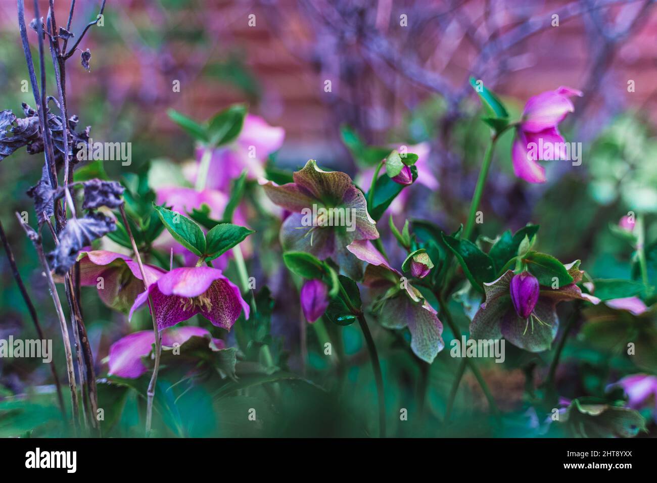 Gros plan d'un buisson de hellebore rose en fleur Banque D'Images
