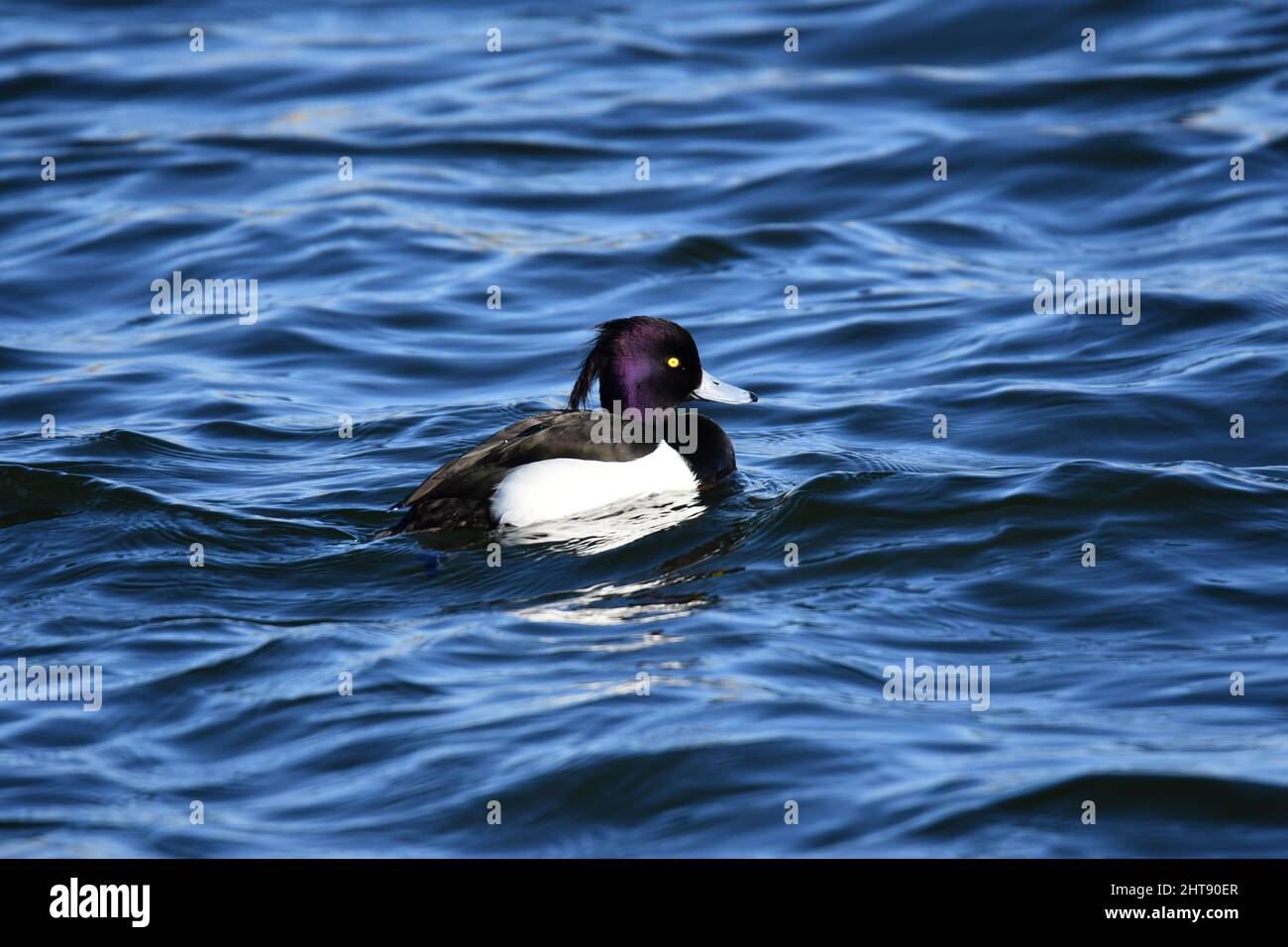 Un canard touffeté sur l'eau. Faune sur les réservoirs de Tring, près d'Aston Clinton, Buckinghamshire, Royaume-Uni Banque D'Images