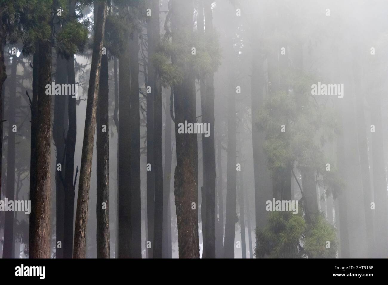 Forêt de cèdres de l'Himalaya, Darjeeling, Bengale-Occidental, Inde Banque D'Images