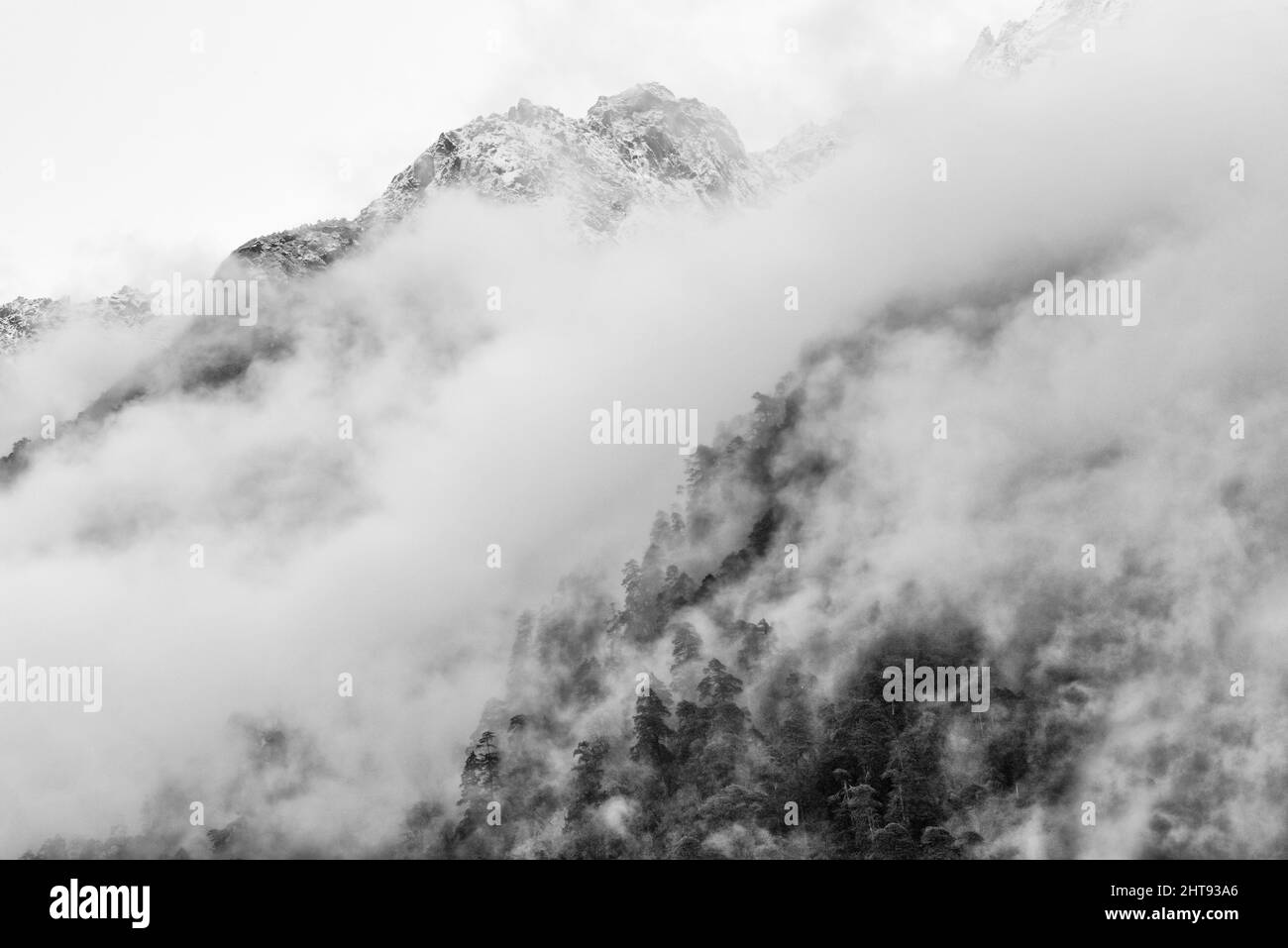 Forêt de montagne couverte de brouillard, Lachung, Sikkim, Inde Banque D'Images