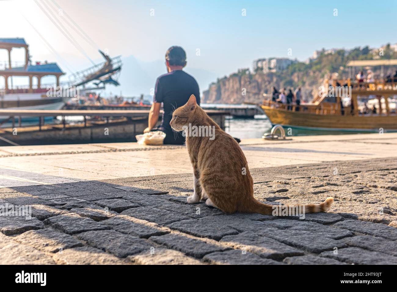 chat rouge errant dans le port attendant la prise du pêcheur Banque D'Images
