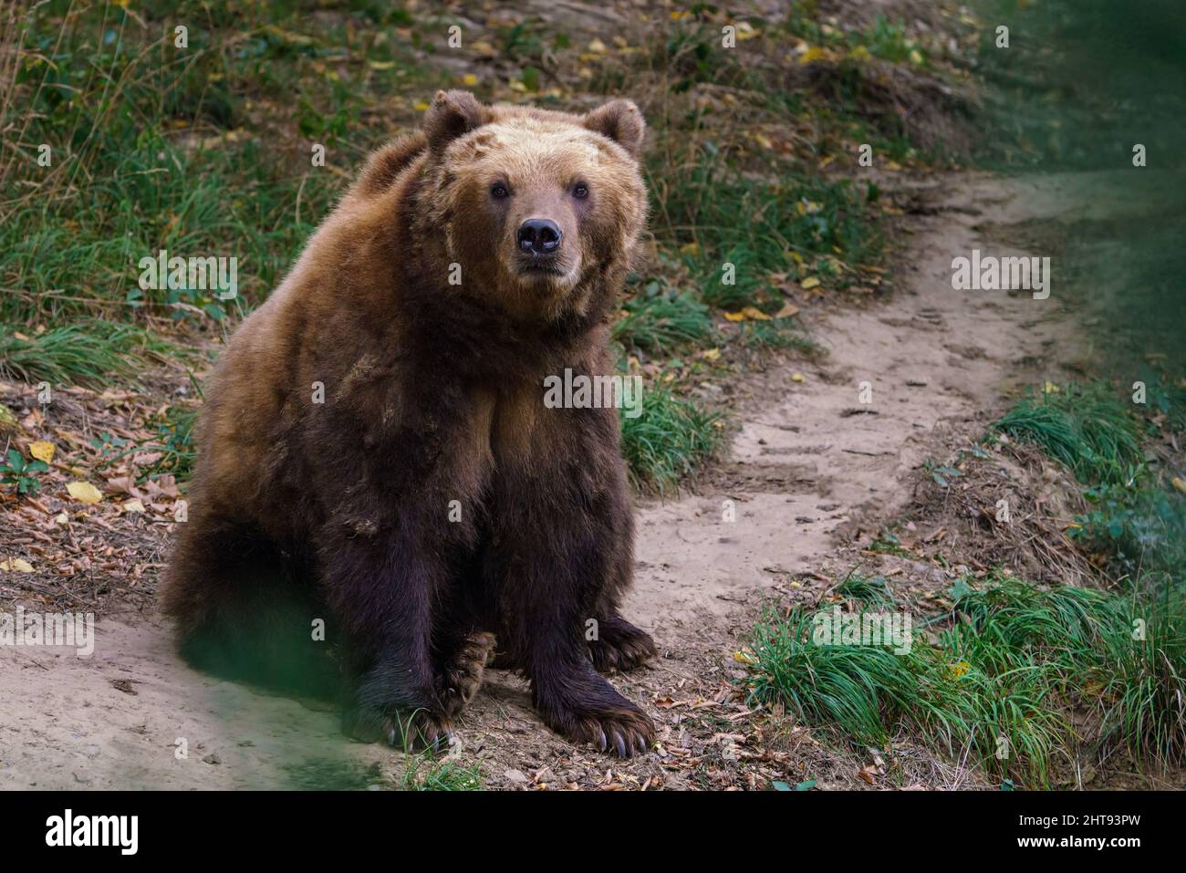 Ours brun de Kamchatka dans la forêt, Ursus arctos beringianus Banque D'Images