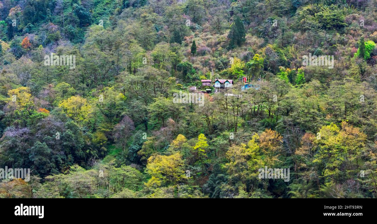 Maison dans la forêt de montagne, Lachung, Sikkim, Inde Banque D'Images