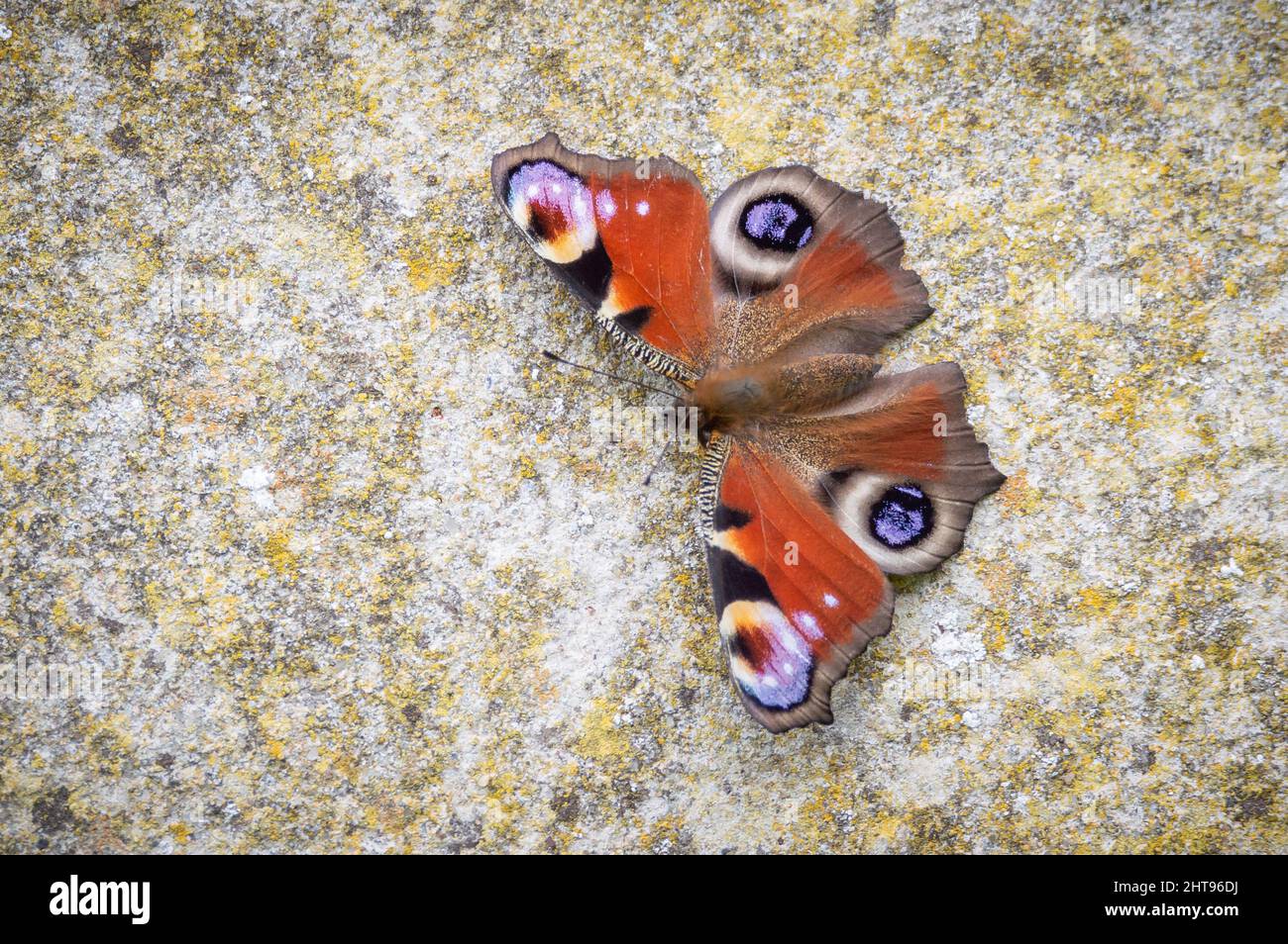 Papillon de paon sur un mur Banque D'Images