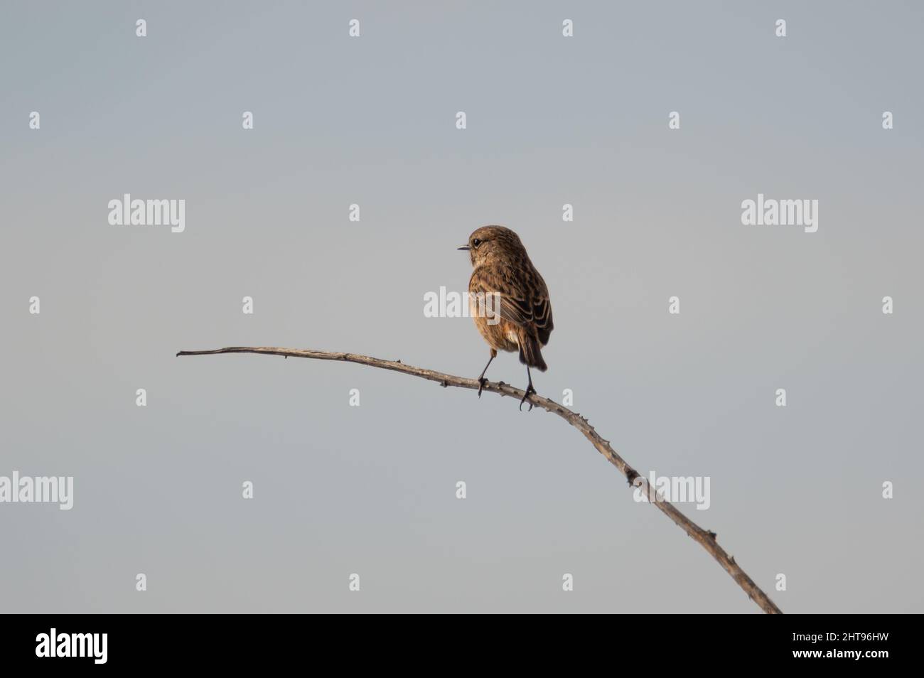 Stonechat femelle sur tige de saumure Banque D'Images