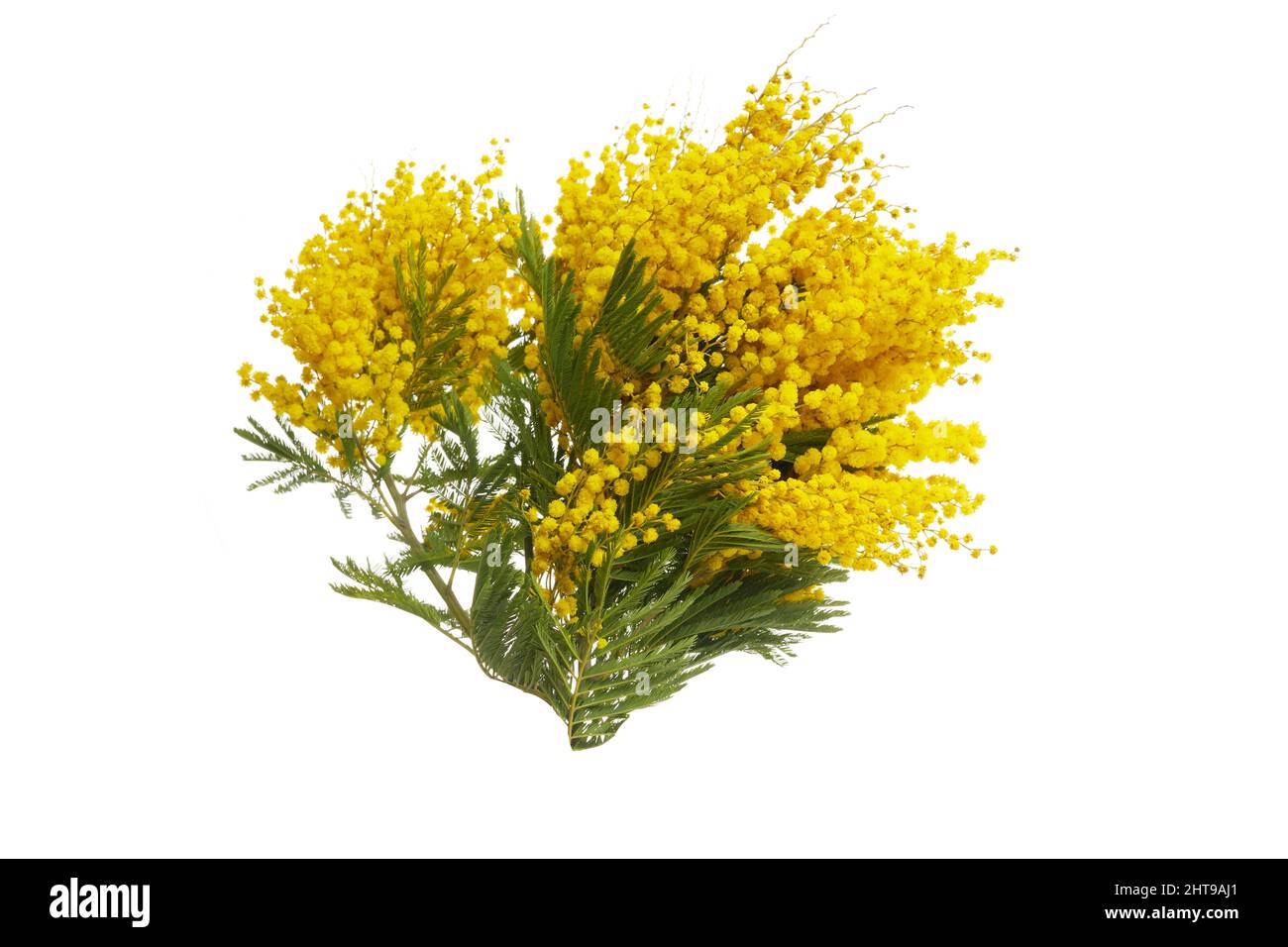 Fleurs Mimosa bouquet isolé sur fond blanc. Banque D'Images