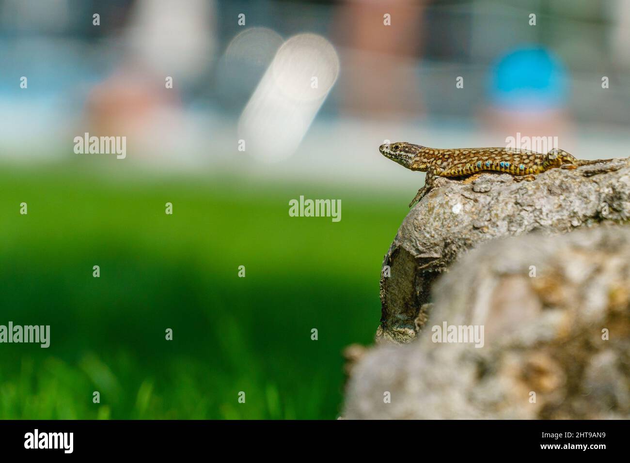 Gros plan d'un lézard sur un rocher Banque D'Images