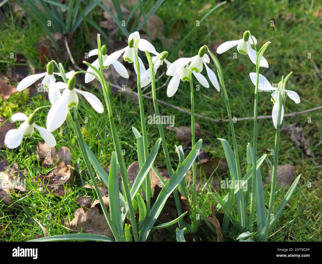 Les tiges verticales et les fleurs en forme de cloche de gouttes de neige (galanthus) aux couleurs fraîches du printemps, le vert et le blanc. Banque D'Images