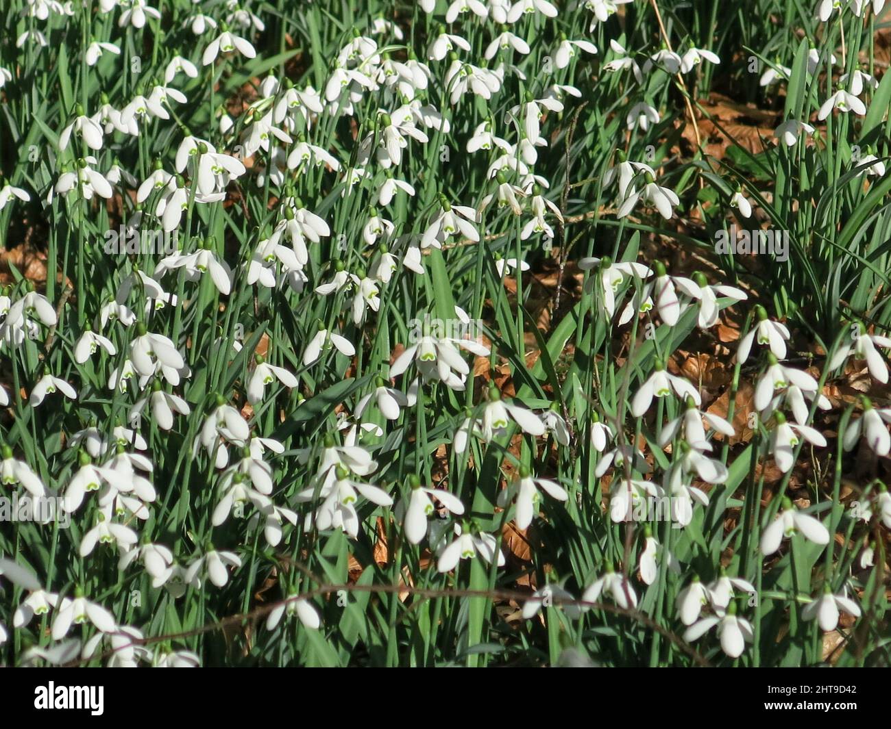 Tapis de gouttes de neige blanches qui poussent à l'ombre dans une forêt anglaise fin février; Evenley Wood Garden, Northamptonshire. Banque D'Images