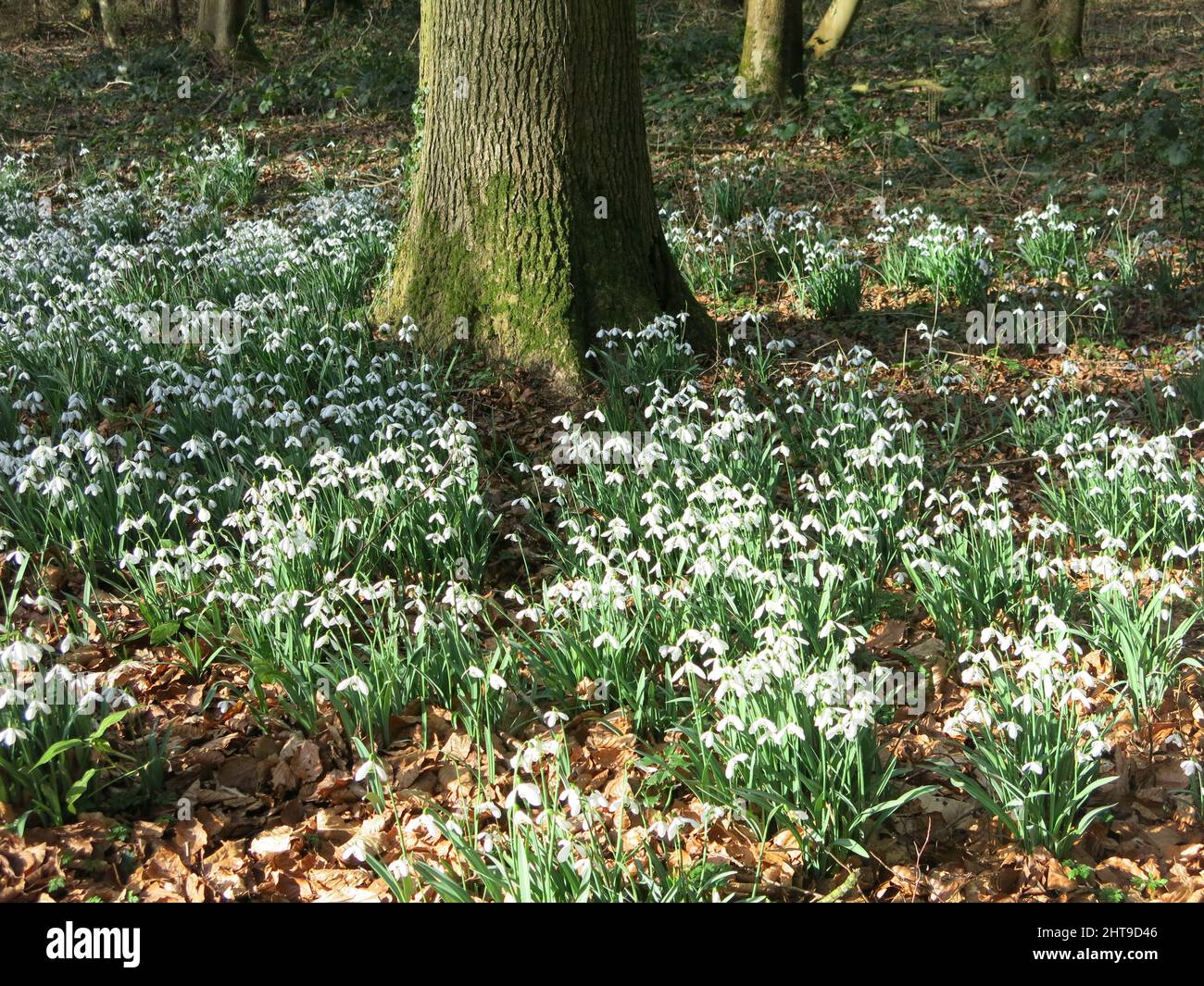 Une masse de chutes de neige blanches qui tapissent le sol autour de la base d'un arbre mature: Un bois anglais à la fin de février. Banque D'Images