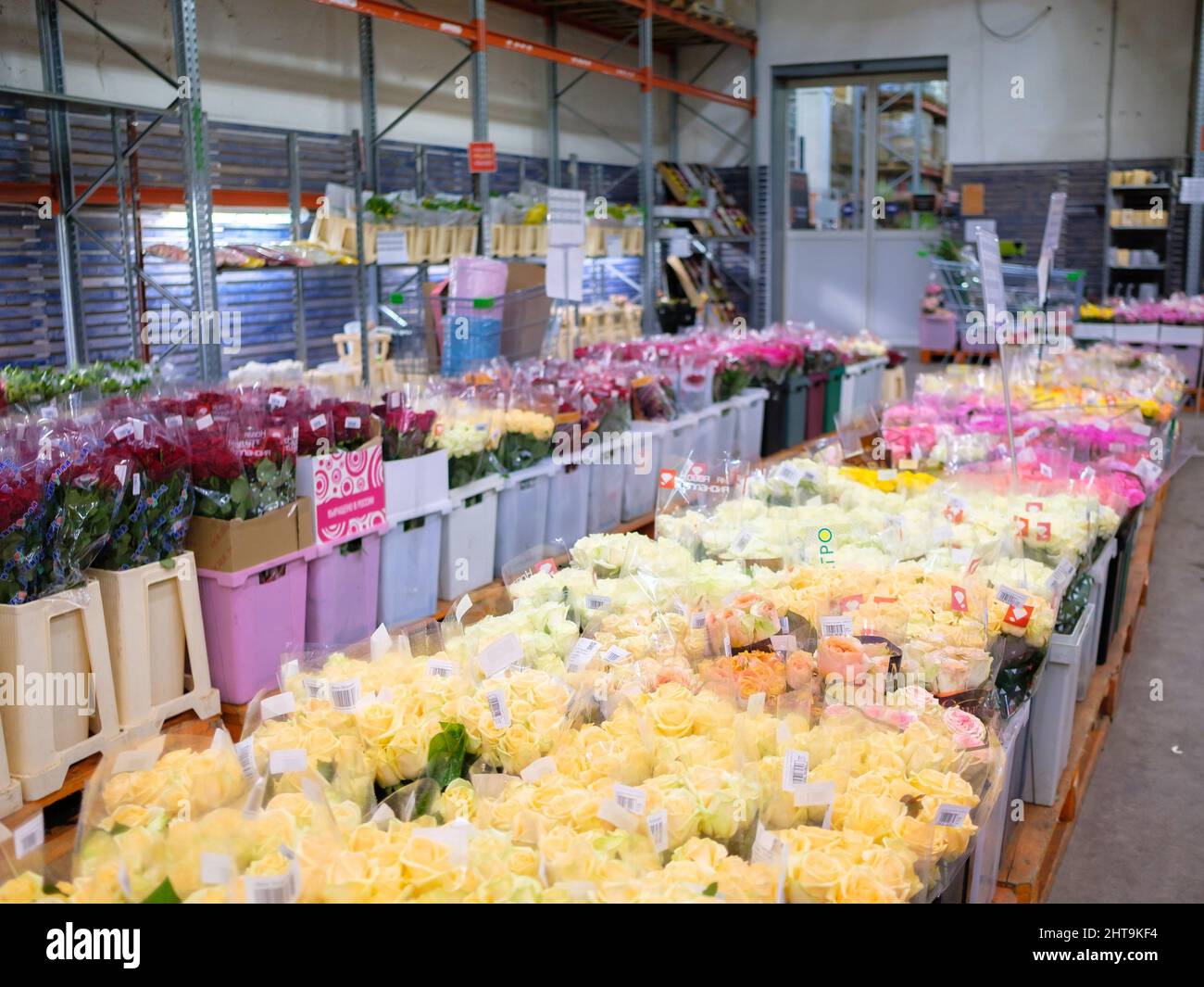 Moscou. Russie. 20 février 2022. Beaucoup de roses jaunes à la base du magasin de fleurs en gros. Mise au point sélective. Fleurs pour la Journée internationale de la femme le 8 mars. Banque D'Images