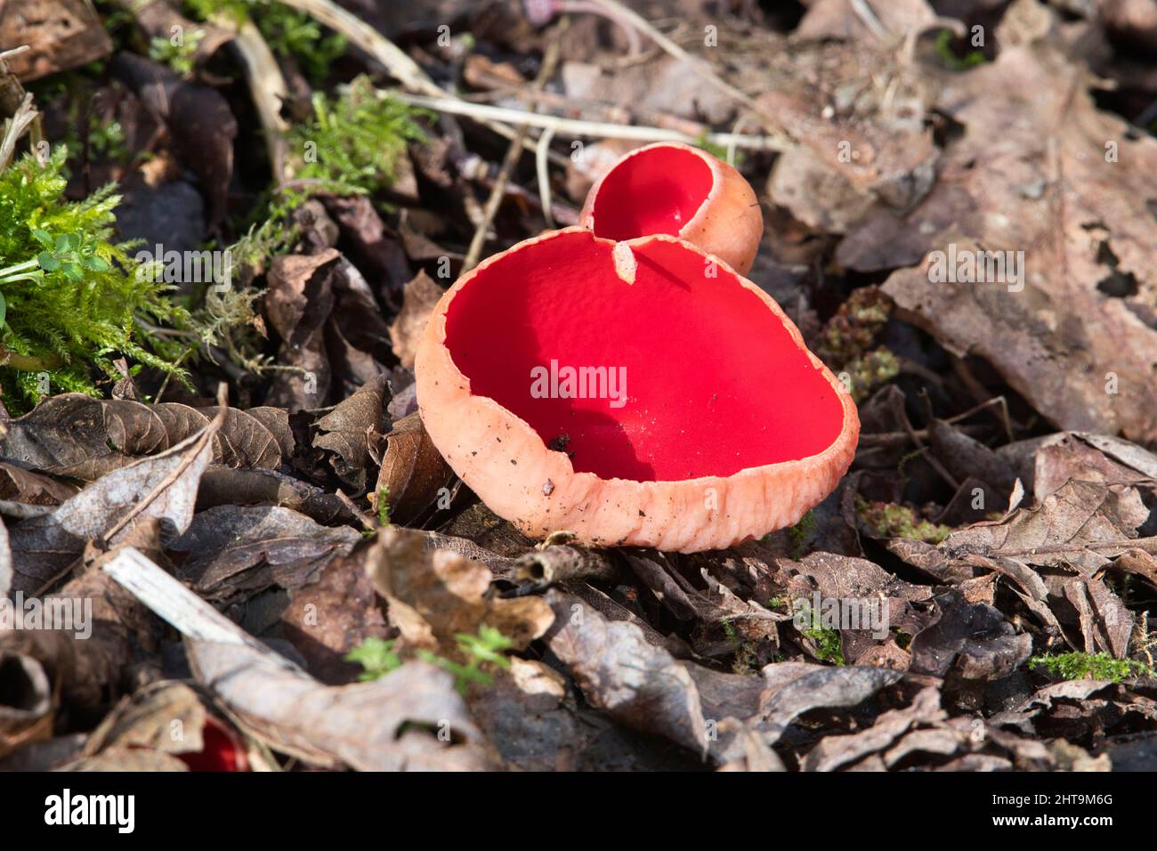 Coupelle de felfe de écarlate (Sarcoscypha austriaca), un champignon de la fin de l'hiver et du début du printemps Banque D'Images