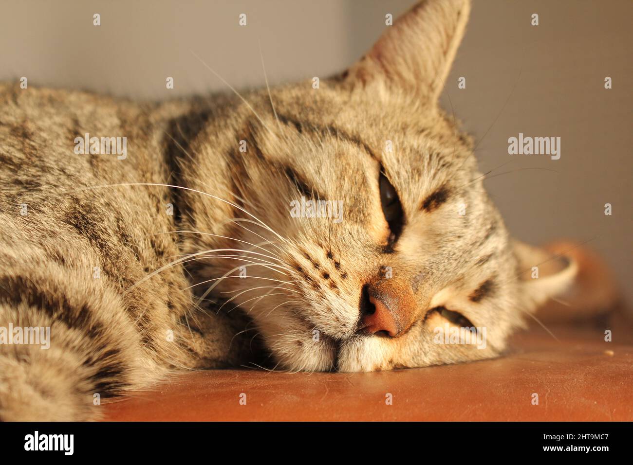 Museau chat avec les yeux fermés, gros plan haute qualité Banque D'Images