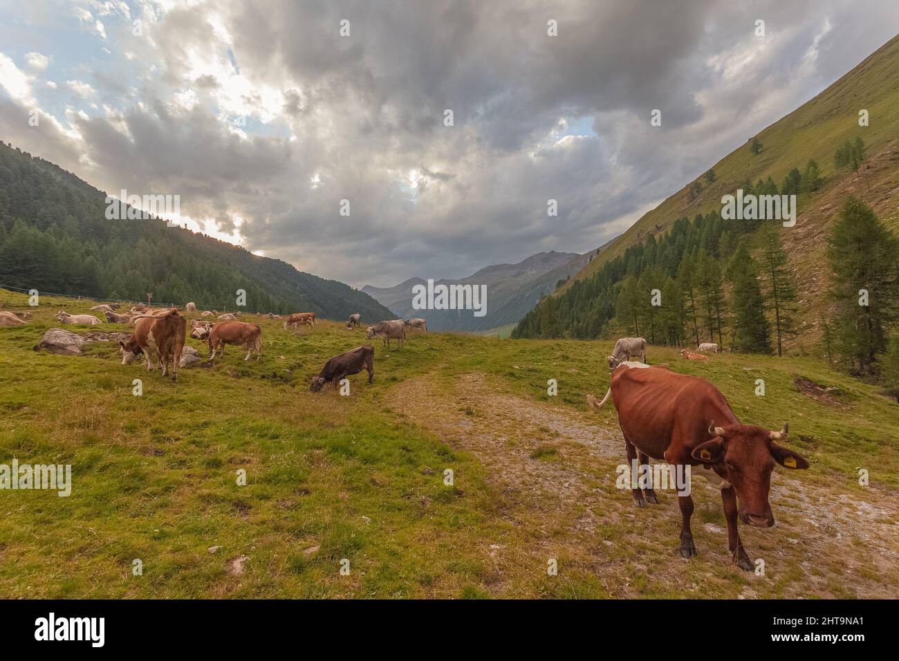 Troupeau de vaches qui broutage dans une vallée du Tyrol du Sud Banque D'Images